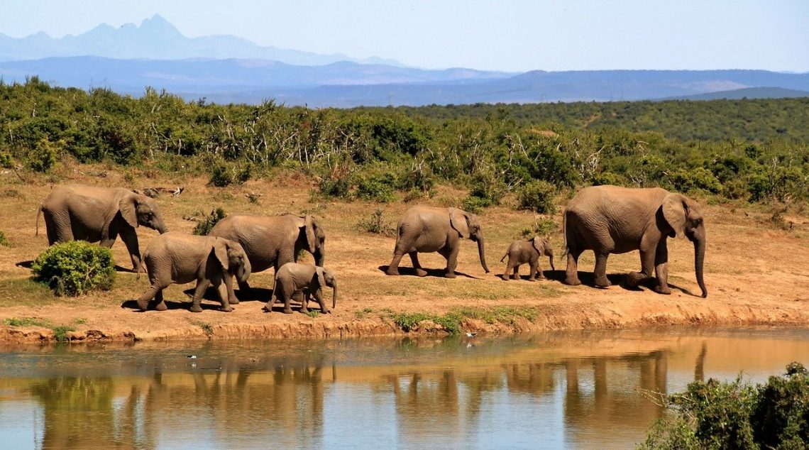 Où partir pour un voyage en Afrique?