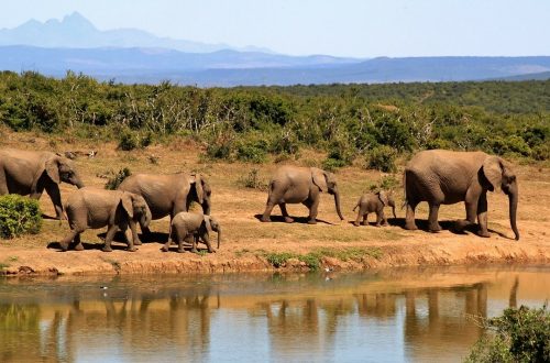 Où partir pour un voyage en Afrique?